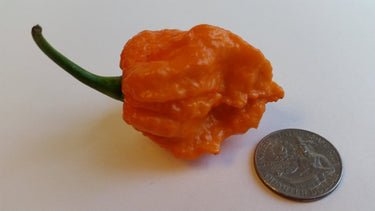 Bhut Jolokia Orange Copenhagen - Seeds - The Pepper Pantry (Formerly Marie Sharp's)